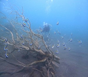 DCIM100GOPROGOPR8663.JPG