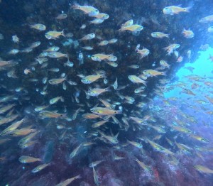 DCIM100GOPROGOPR8844.JPG