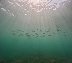 DCIM100GOPROGOPR8919.JPG
