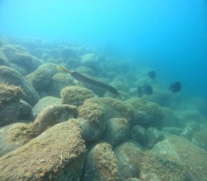 DCIM100GOPROGOPR8994.JPG