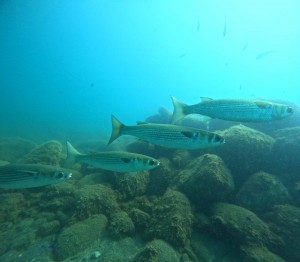 DCIM100GOPROGOPR9027.JPG