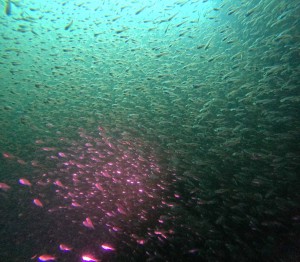 DCIM100GOPROGOPR9079.JPG
