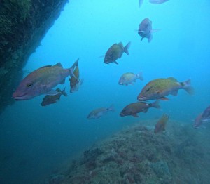 DCIM100GOPROGOPR9235.JPG
