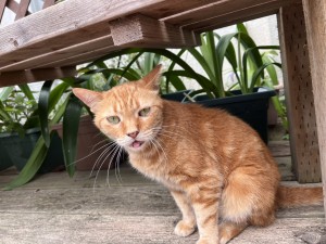line_oa_chat_250807_182647