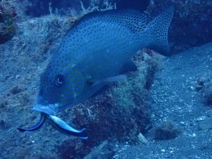 line_oa_chat_250807_182659