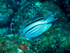 line_oa_chat_250811_182836_group_2