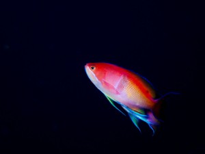 line_oa_chat_250811_182928