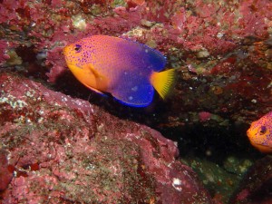 line_oa_chat_250826_183553