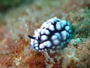 line_oa_chat_250827_190328