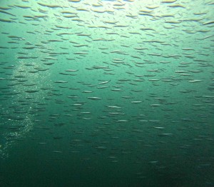 DCIM101GOPROGOPR0630.JPG