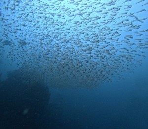 DCIM101GOPROGOPR0996.JPG