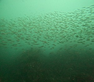 DCIM101GOPROGOPR1020.JPG