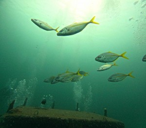 DCIM101GOPROGOPR1301.JPG