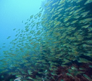 DCIM100GOPROGOPR3919.JPG