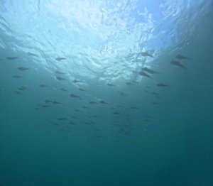 DCIM100GOPROGOPR4202.JPG