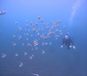 DCIM100GOPROGOPR4215.JPG