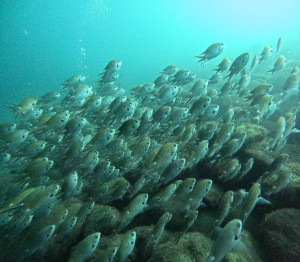 DCIM100GOPROGOPR4496.JPG