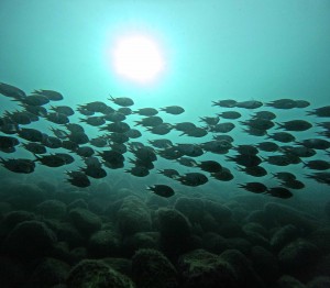 DCIM100GOPROGOPR4500.JPG
