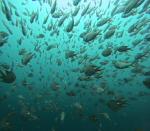 DCIM100GOPROGOPR4507.JPG