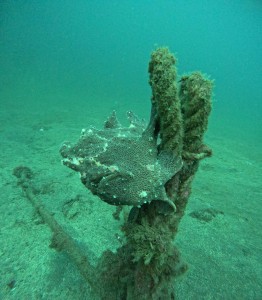 DCIM100GOPROGOPR4528.JPG