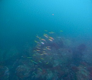 DCIM100GOPROGOPR6954.JPG