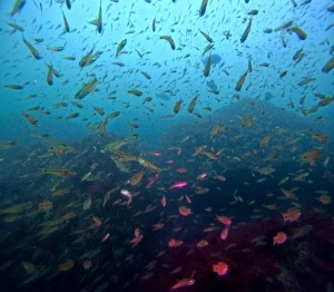 DCIM100GOPROGOPR6978.JPG