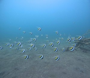 DCIM100GOPROGOPR9511.JPG