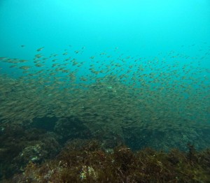 DCIM100GOPROGOPR9528.JPG