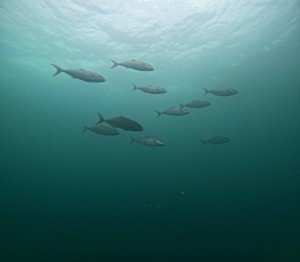 DCIM100GOPROGOPR9534.JPG