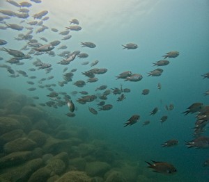 DCIM100GOPROGOPR9541.JPG