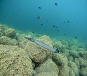 DCIM100GOPROGOPR9595.JPG