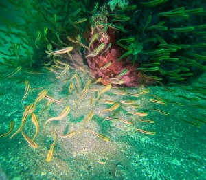 DCIM100GOPROGOPR9604.JPG