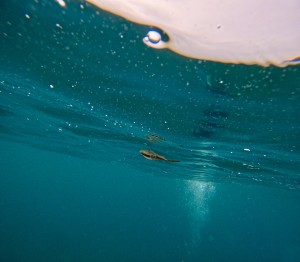 DCIM100GOPROGOPR9646.JPG