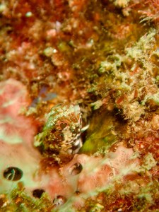 P9210091