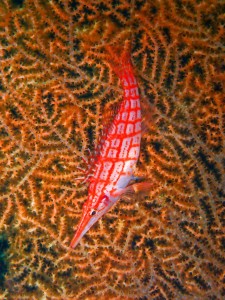 P9215876