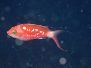 P9278066