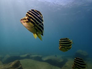 line_oa_chat_250922_175851