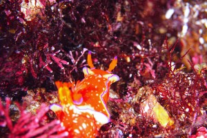 DSC08605