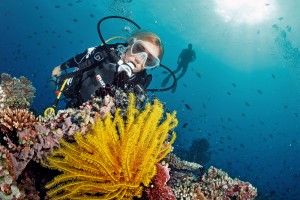 Dive Image (1)