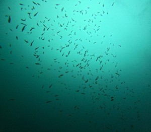 DCIM101GOPROGOPR1678.JPG