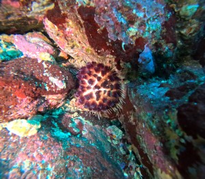 DCIM101GOPROGOPR1838.JPG