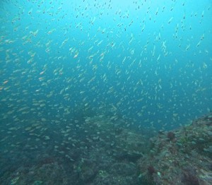 DCIM101GOPROGOPR1839.JPG