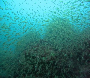 DCIM100GOPROGOPR4847.JPG