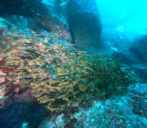 DCIM100GOPROGOPR4894.JPG