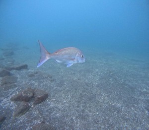 DCIM100GOPROGOPR4949.JPG