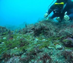 DCIM100GOPROGOPR5207.JPG