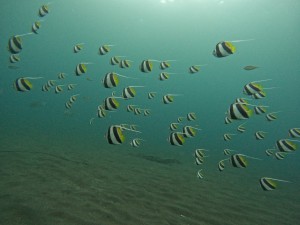 DCIM100GOPROGOPR5217.JPG
