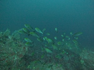 DCIM100GOPROGOPR5231.JPG