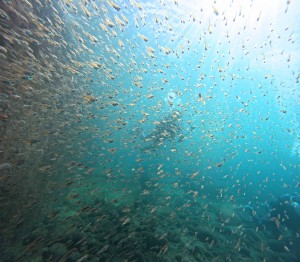DCIM100GOPROGOPR5250.JPG