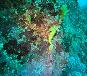 DCIM100GOPROGOPR5262.JPG